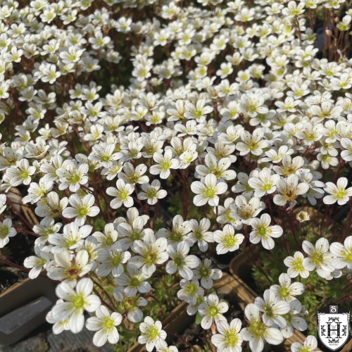 Saxifraga x arendsii 'Alpino White' - Arendsi kivirik 'Alpino White' P11/0,75L